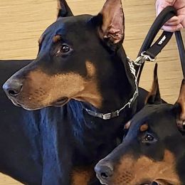 Doberman Pinscher Puppies from Devoted Doberman