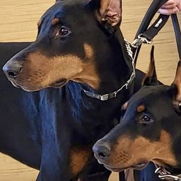 Doberman Pinscher Puppies from Devoted Doberman