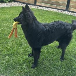 Nyx - Black female Belgian Tervuren puppy in Kirksville, Missouri from Katahdin Kennel Belgian Tervurens