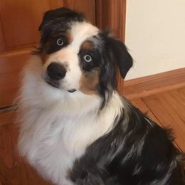Grey - Miniature Australian Shepherd