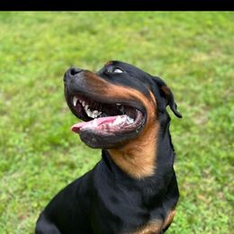 Rottweiler Puppies from Iron Clad Rottweiler