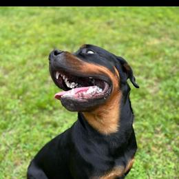 Rottweiler Puppies from Iron Clad Rottweiler