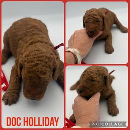 Doc Holiday - Red  male Poodle puppy in Mount Vernon, Illinois from AMC Poodles