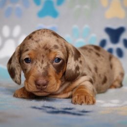 Puppy 2 - Dapple female Dachshund puppy in Red Bud, Illinois from Midwest Miniature Dachshunds