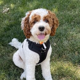 Maverick - Cockapoo