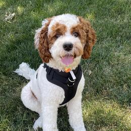 Maverick - Cockapoo