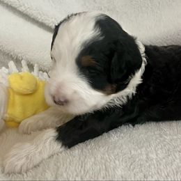 Jill - Tri-color female Bernedoodle puppy in Mount Pleasant, Texas from Hilary’s Doodle Ranch
