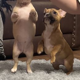 French Bulldog Puppies from Herell's French Bulldogs