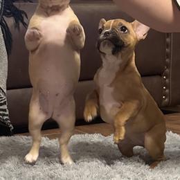 French Bulldog Puppies from Herell's French Bulldogs
