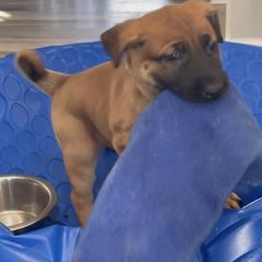 Hot Pink AKA Krush - female Belgian Malinois puppy in Egg Harbor Township, New Jersey from Ever Loyal K9 Training
