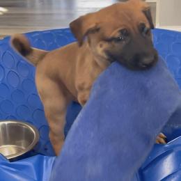 Hot Pink AKA Krush - female Belgian Malinois puppy in Egg Harbor Township, New Jersey from Ever Loyal K9 Training