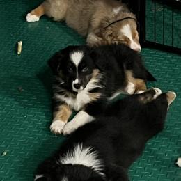 Australian Shepherd and Miniature American Shepherd Puppies from Alolan Angel Aussies