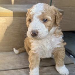 Pumpkin - Red male Bernedoodle puppy in Springville, Utah from Oodles of Bernedoodles