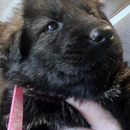 Rhae  pink collar - Sable female German Shepherd puppy in Winterport, Maine from Vom Stevens Old Fashioned German Shepherds