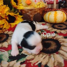 Boy 4 - male Shih Tzu puppy in Ruffs Dale, Pennsylvania from RAM Shih Tzus Rolling Hills of PA