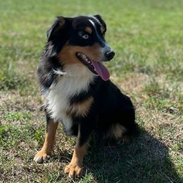 Cinch - Toy Australian Shepherd