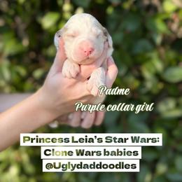 Padme - Parti female Goldendoodle puppy in Orangevale, California from Ugly Dad Doodles