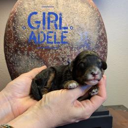 Adele - Tri-color female Bernedoodle puppy in Cambridge, Minnesota from Country Meadow Doodles