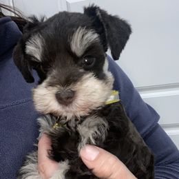 Miniature Schnauzer Puppies from Mountain Point Schnauzers