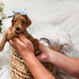 Pink collar girl - Red  female Goldendoodle puppy in Spokane, Washington from Dream Doodles in Spokane WA