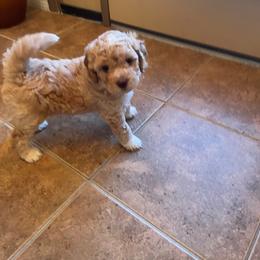 Goldendoodle Puppies from Furever Doodle