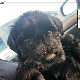Jett - Black male Giant Schnauzer puppy in Saratoga Springs, Utah from Happy Beard Schnauzers