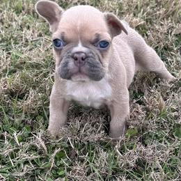 French Bulldog Puppies from Teak’s Texas Frenchie’s
