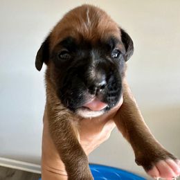 Taco - Fawn male Boxer puppy in Smithfield, North Carolina from Sweet Carolinas Boxer Babies