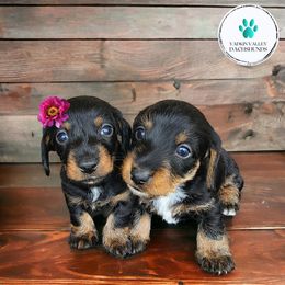 Dachshund Puppies from Yadkin Valley Dachshunds