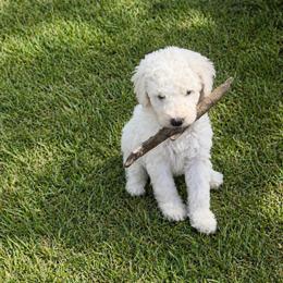 Sawyer - White male Poodle puppy in Poplarville, Mississippi from Southern Belle Poodles