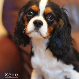 Xeno - Cavalier King Charles Spaniel