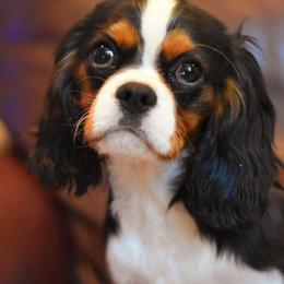Xeno - Cavalier King Charles Spaniel