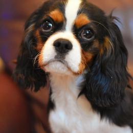 Xeno - Cavalier King Charles Spaniel