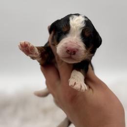 Flipa - Tri-color male Bernedoodle puppy in Ocala, Florida from Bernedoodles of Florida