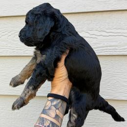 Celine - Phantom female Bernedoodle puppy in Horseshoe Bend, Idaho from Over the Moon Poodles and Doodles