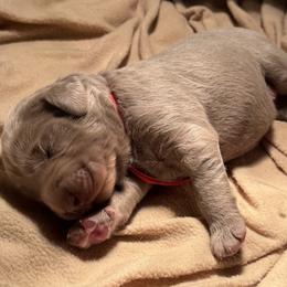 August - female Long Haired Weimaraner puppy in Blanchardville, Wisconsin from Northern Bluegrass Weimaraners