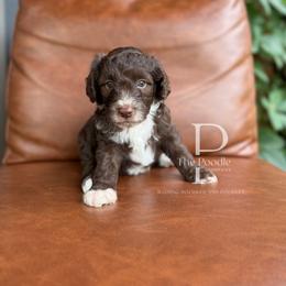 Caldera - Brown and white male Bernedoodle puppy in Tulsa, Oklahoma from The Poodle Co. Raising Doodles & Poodles