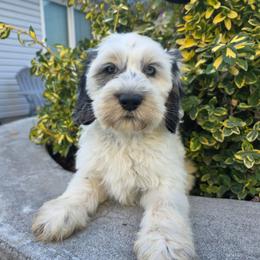 Ben - Black and white male Bernedoodle puppy in Blackfoot, Idaho from Draper Mountain Doodles