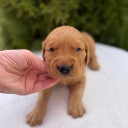 Black Boy - Dark golden male Golden Retriever puppy in Utah from Deseret Peak Goldens