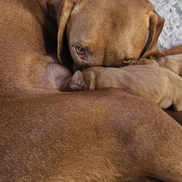 Shih Tzus and Vizslas from Kevin Hastings