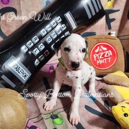 Dalmatian Puppies from Spotty Bottom Dalmatians