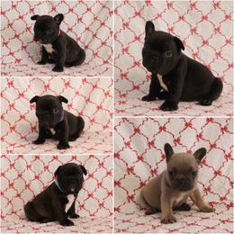 French Bulldog puppies from Small Town Frenchies