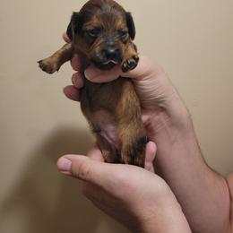 Peanut (chiweenie) - Sable male Dachshund puppy in Pinson, Alabama from Sweet Honey Bunn Hounds