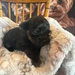 Kaylee - Black and gold female Yorkshire Terrier puppy in Crossville, Tennessee from Lil Britches Yorkies