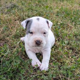 Dot - Blue female American Staffordshire Terrier puppy in Conley, Georgia from Cicero Kennels