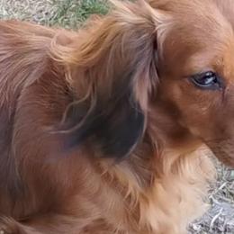 Dachshunds from Love Struck