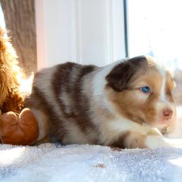 Jambalaya - Red merle male Australian Shepherd puppy in Coldwater, Michigan from Northern Star Australian Shepherds
