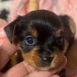Yorkshire Terrier Puppies from ROYAL PAWS