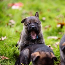 "Blue" German Shepherd Puppies from MCX K9