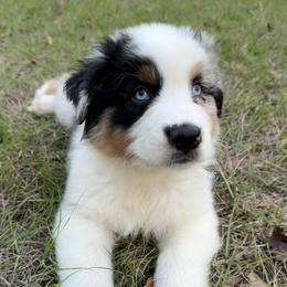 Silvano - Blue merle male Australian Shepherd puppy in Mc Alpin, Florida from RussKris Farms Aussies